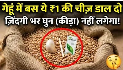 घुन और कीड़ों से गेहूं